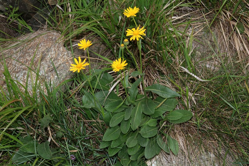 Senecio doronicum subsp. orientalis photo 8