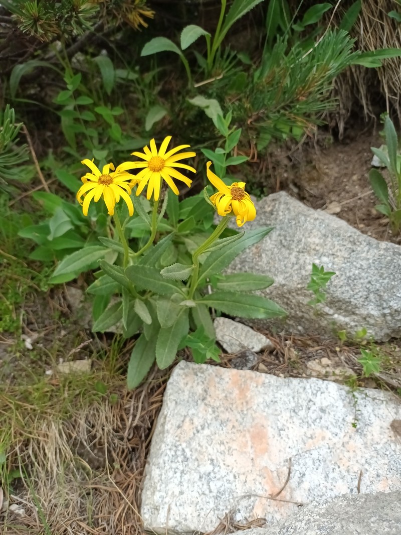 Senecio doronicum subsp. transylvanicus