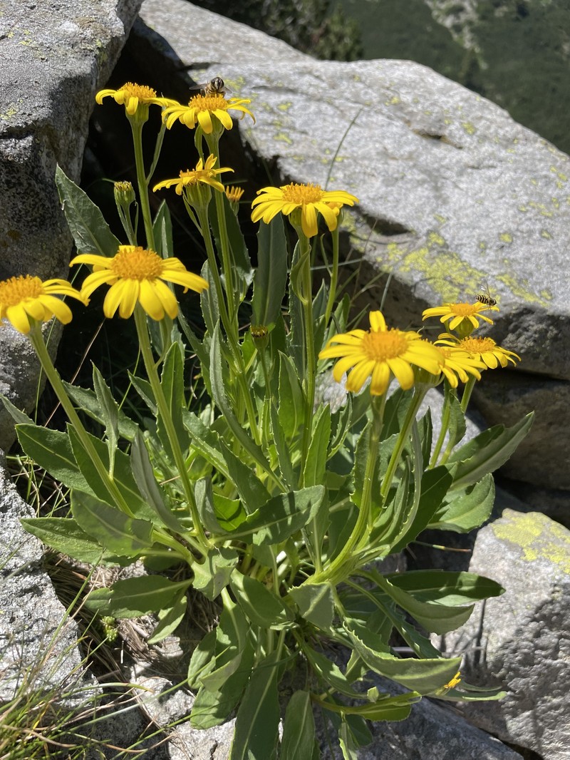 Senecio doronicum subsp. transylvanicus photo 2