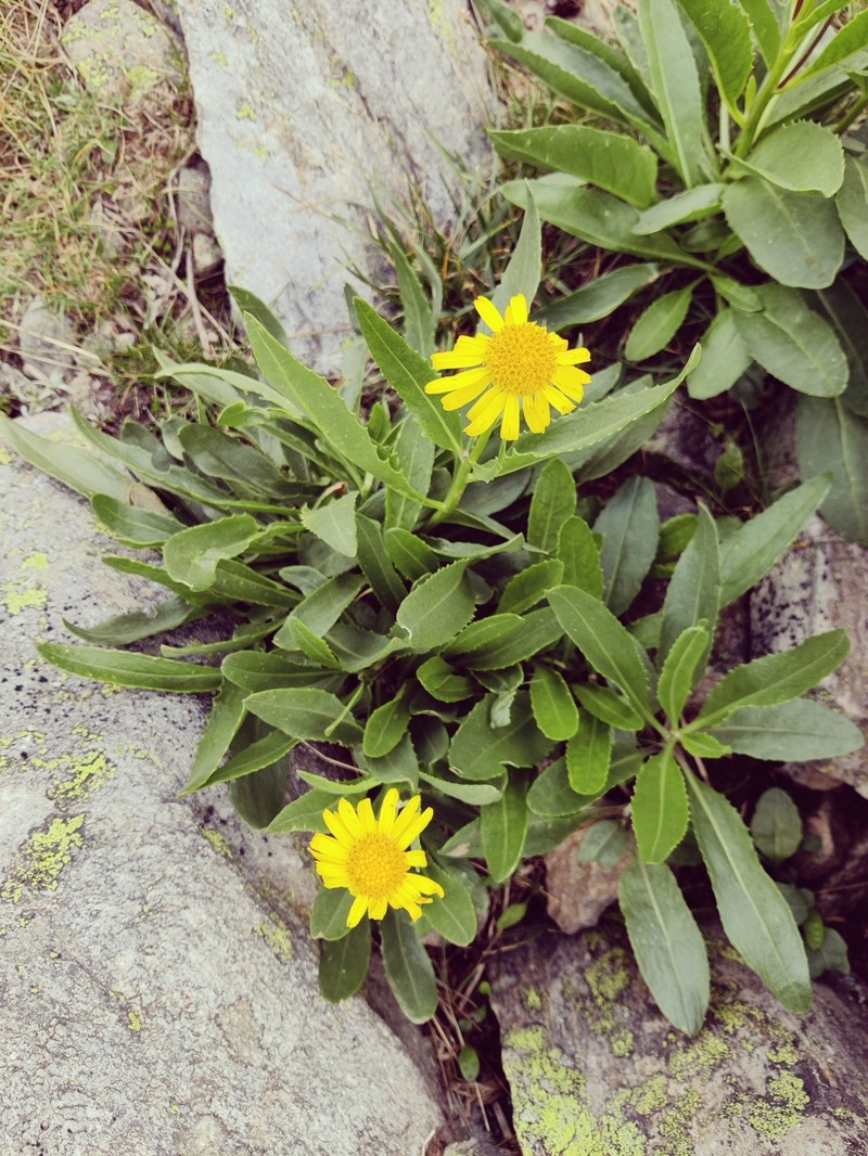 Senecio doronicum subsp. transylvanicus photo 3