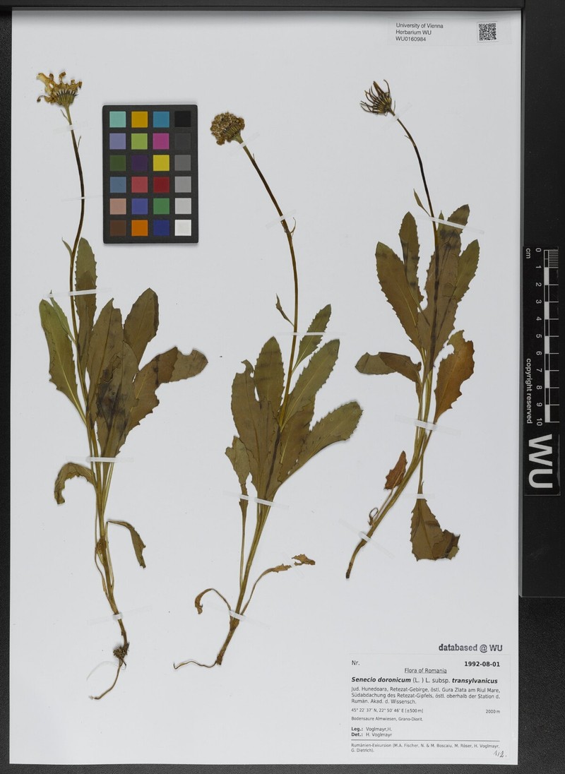 Senecio doronicum subsp. transylvanicus photo 4