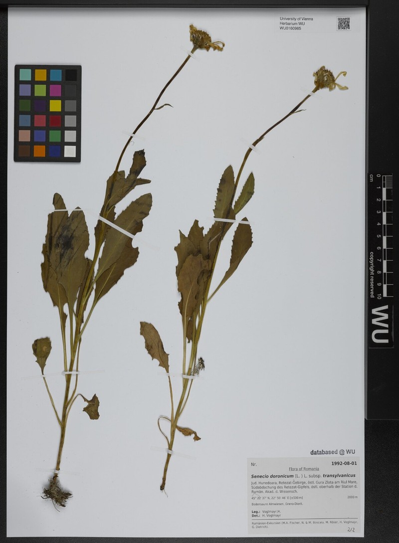 Senecio doronicum subsp. transylvanicus photo 5