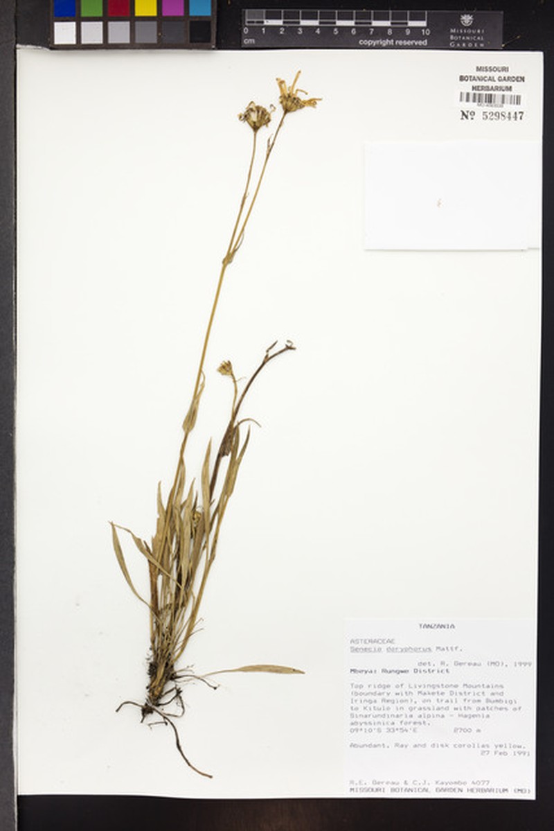 Senecio doryphorus