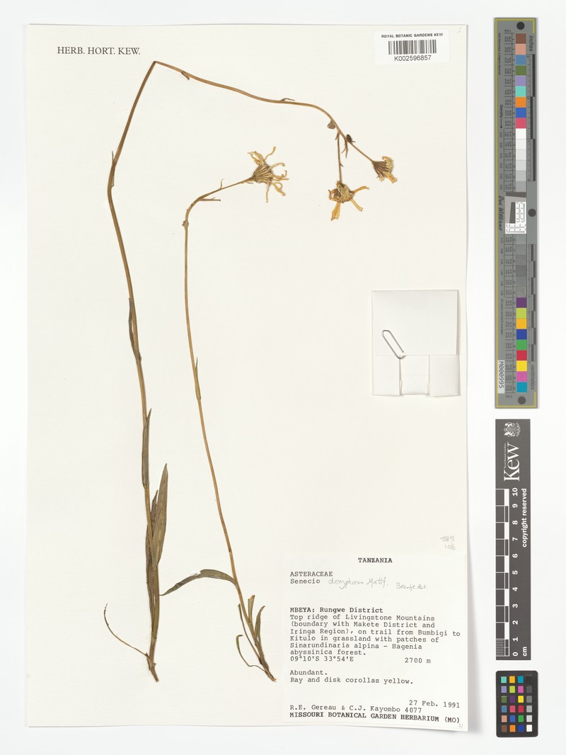 Senecio doryphorus photo 2