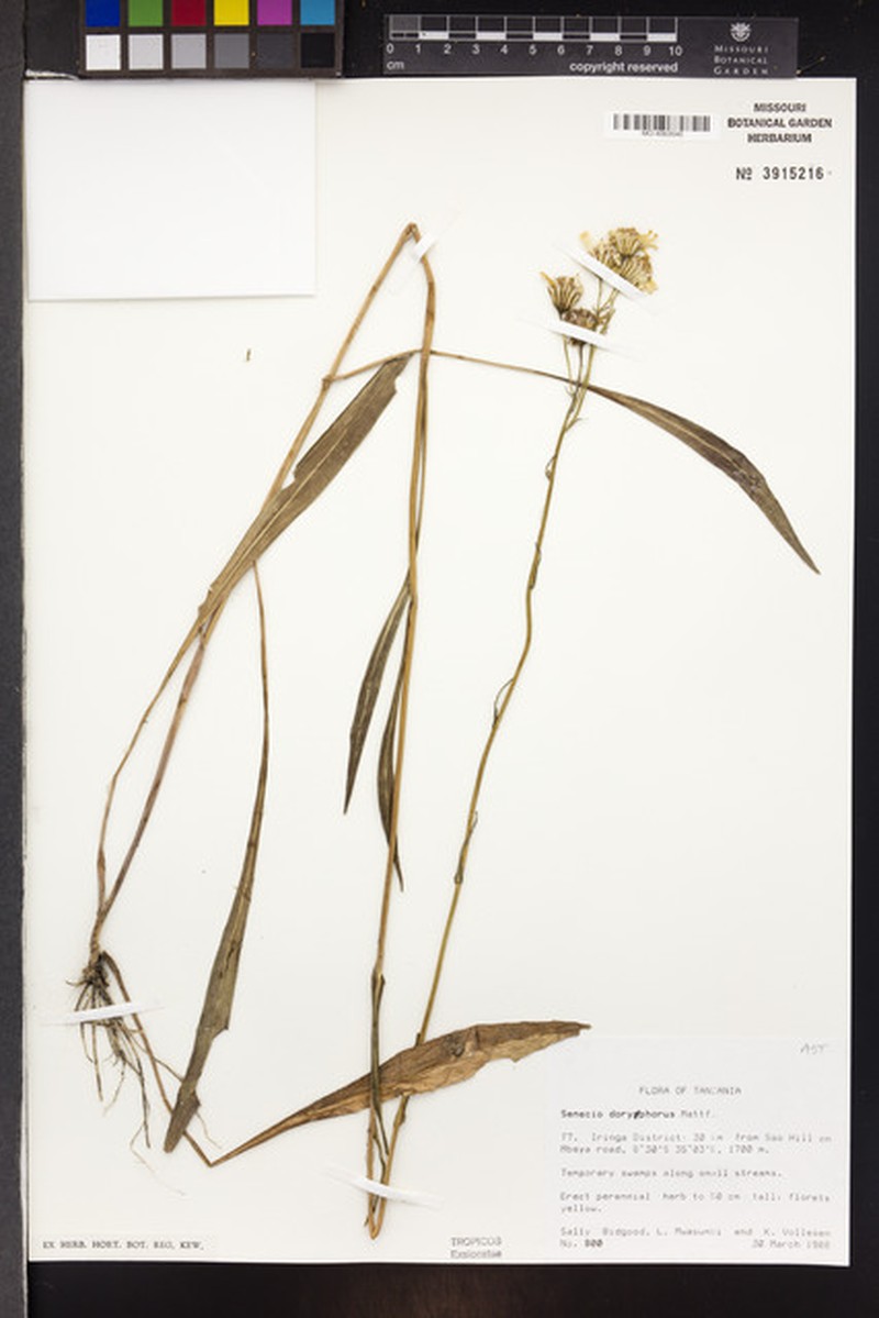 Senecio doryphorus photo 3