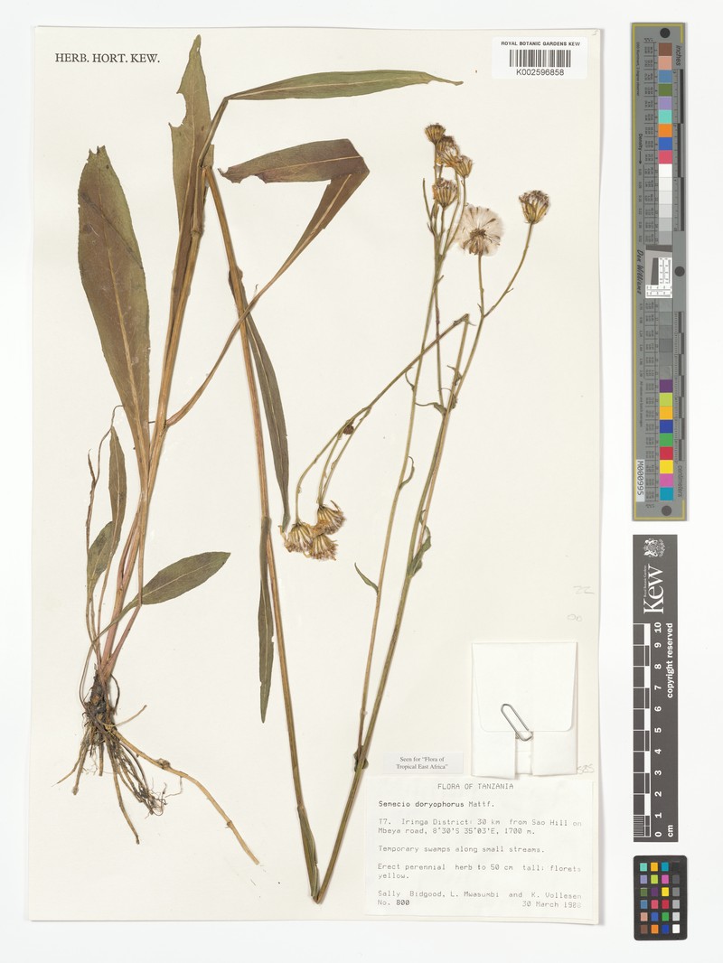 Senecio doryphorus photo 4