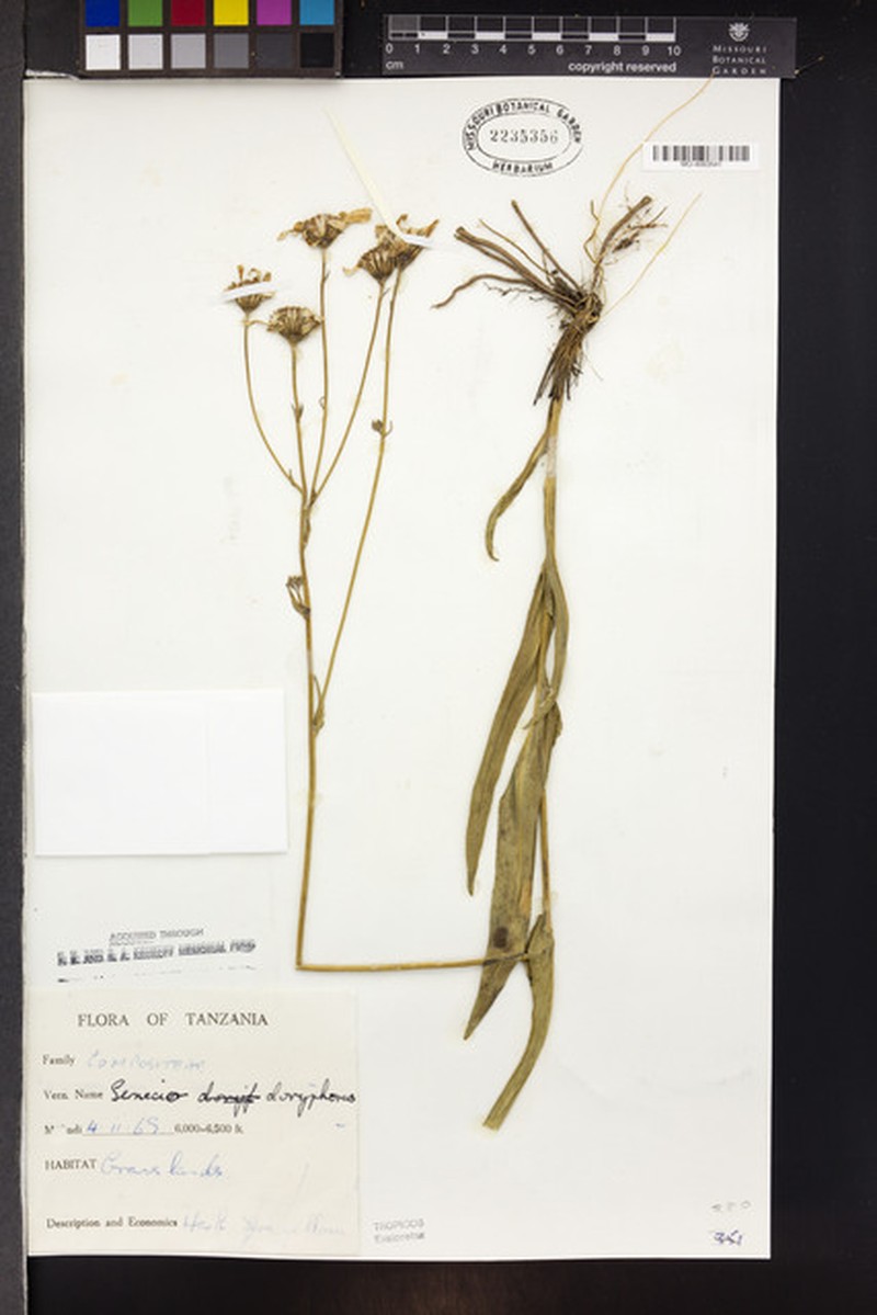 Senecio doryphorus photo 5