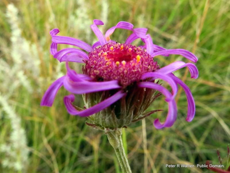 Senecio dregeanus