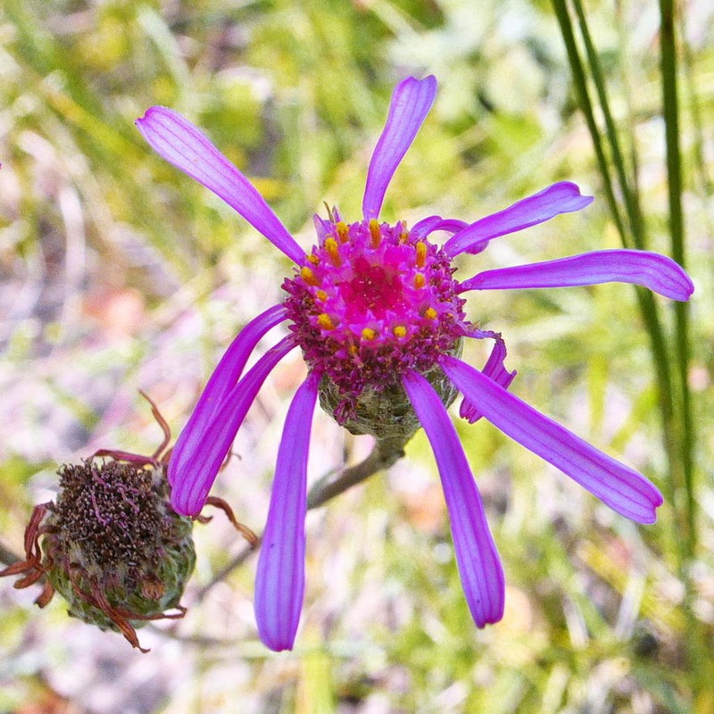 Senecio dregeanus photo 2