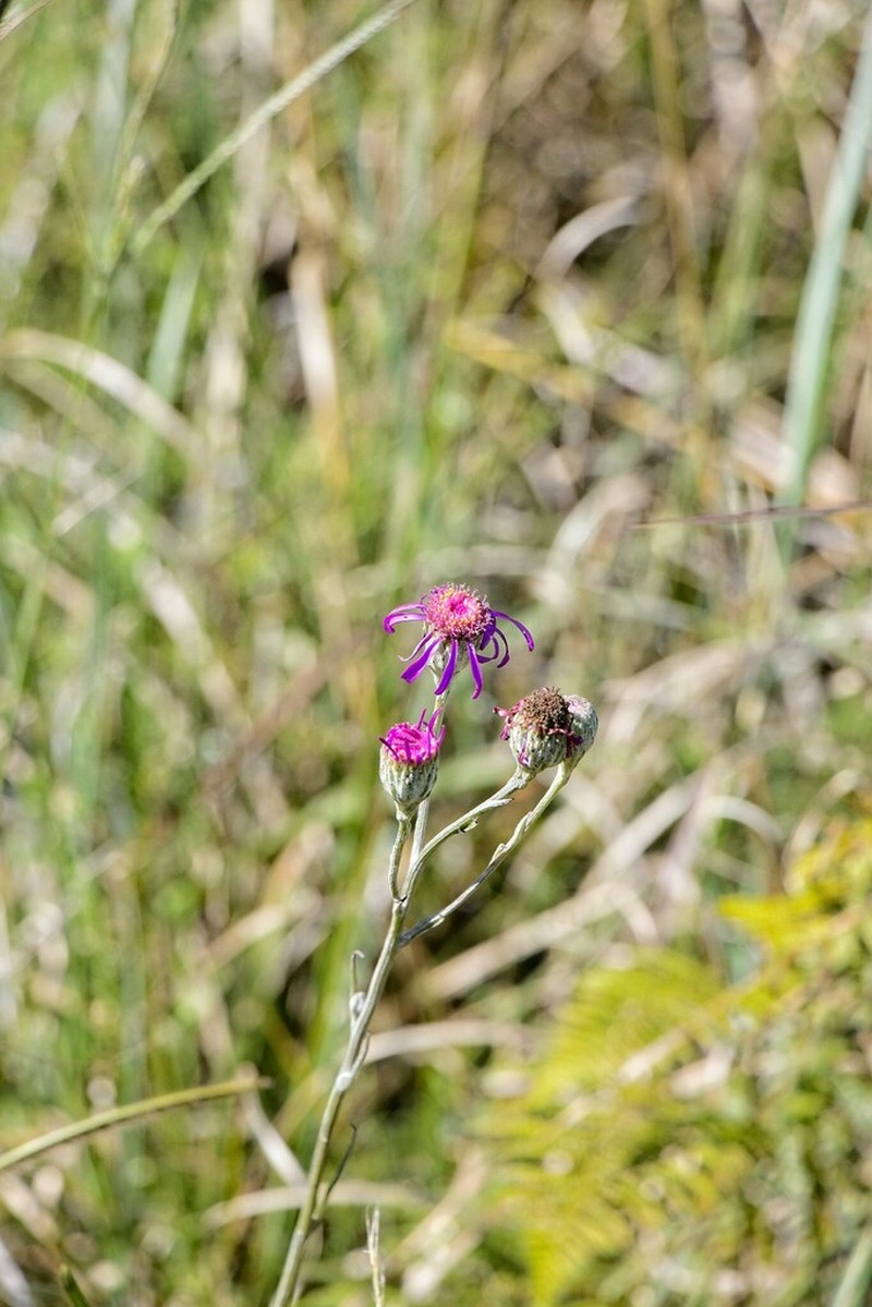 Senecio dregeanus photo 3