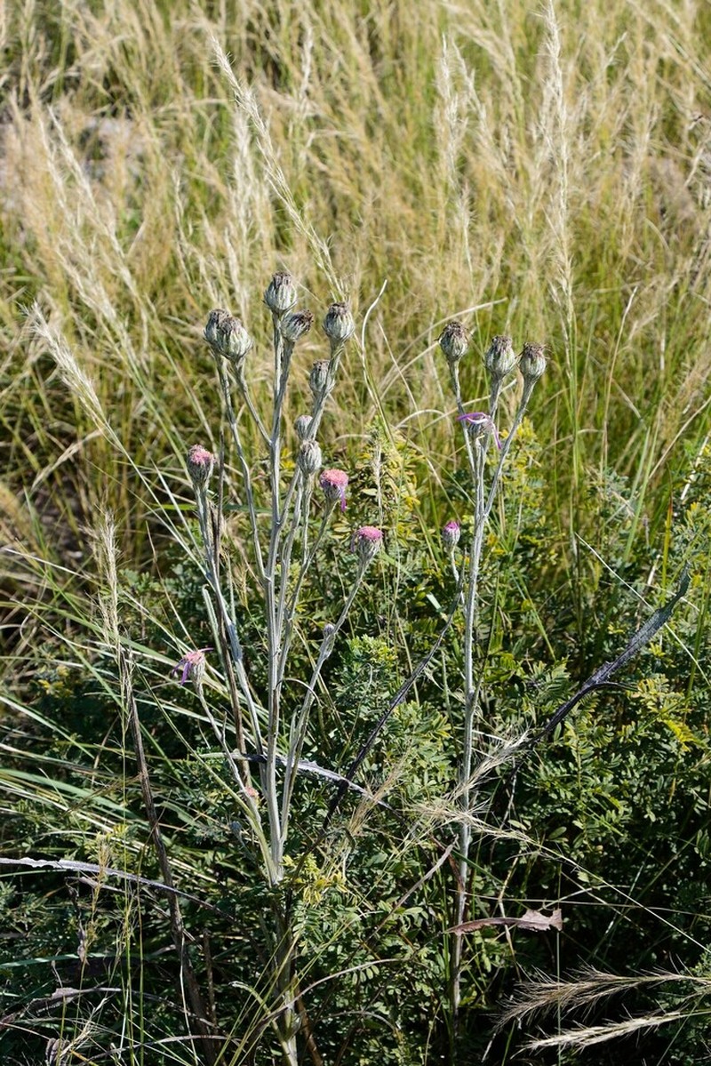Senecio dregeanus photo 5