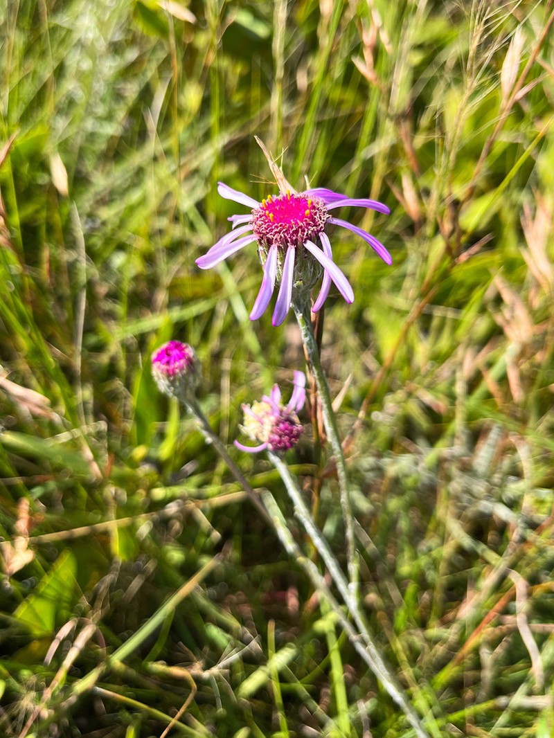 Senecio dregeanus photo 6