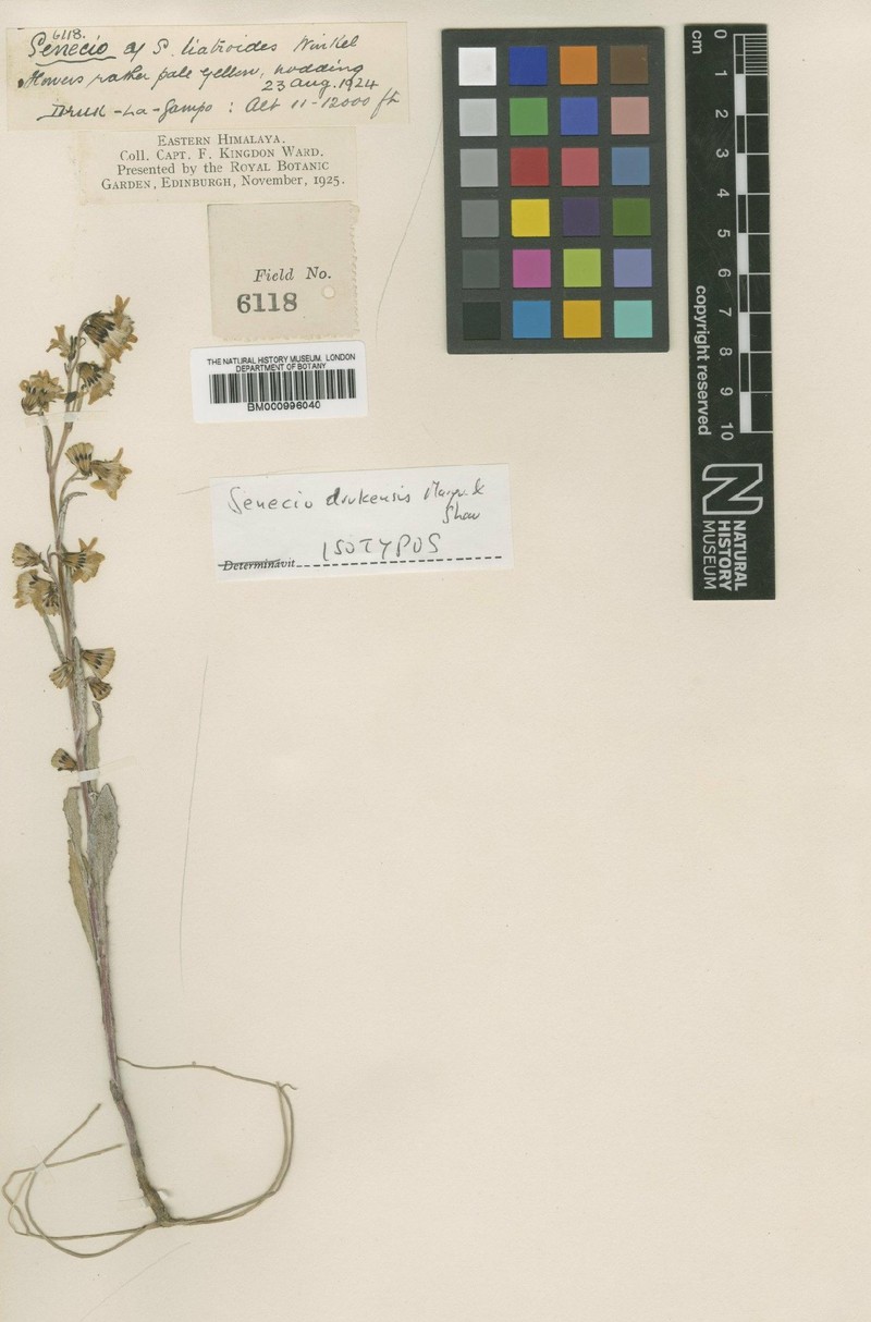 Senecio drukensis