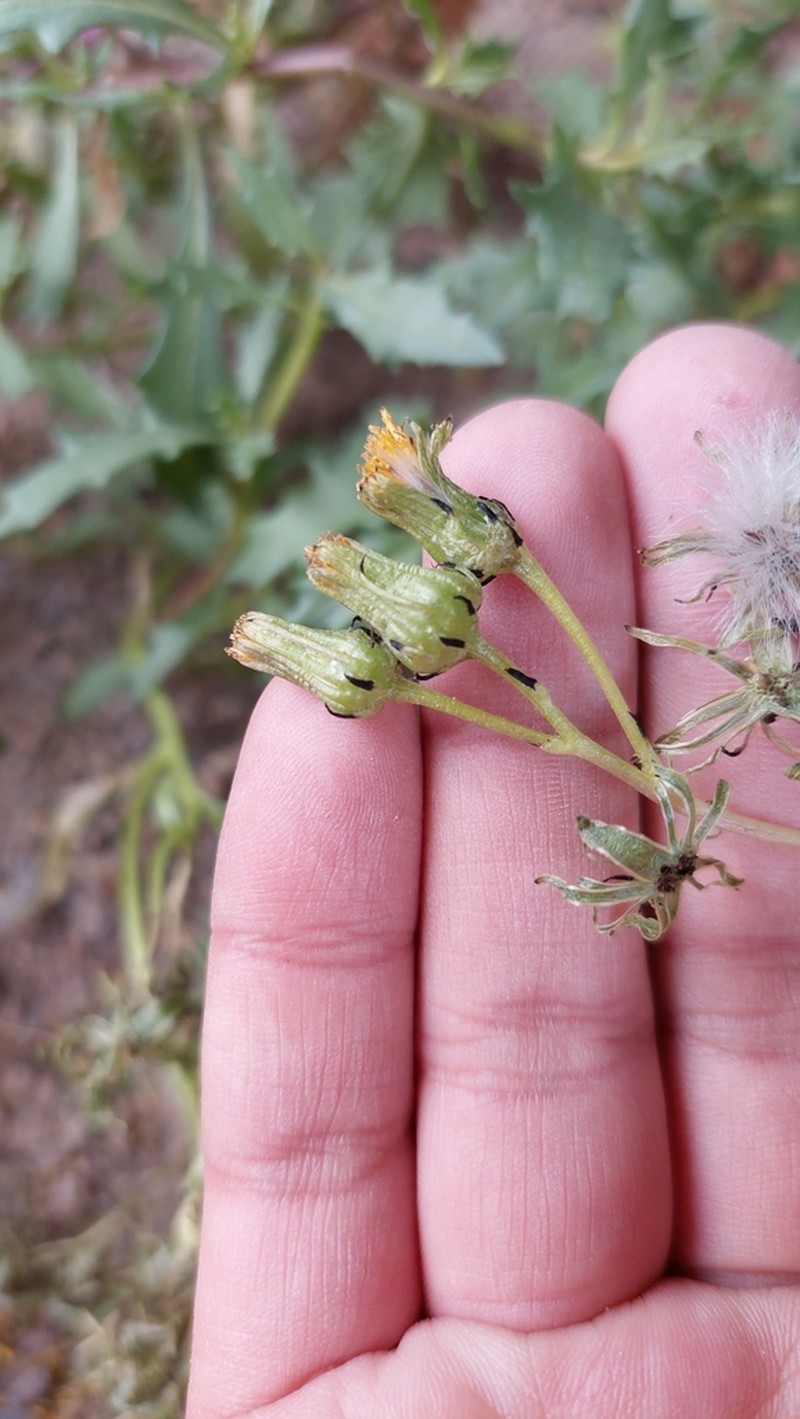 Senecio dryophyllus photo 2