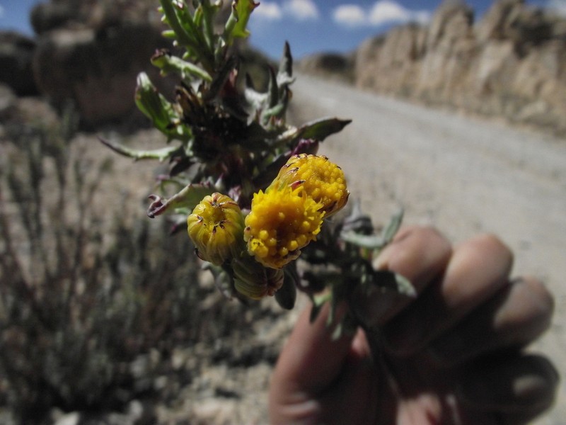 Senecio dryophyllus photo 3