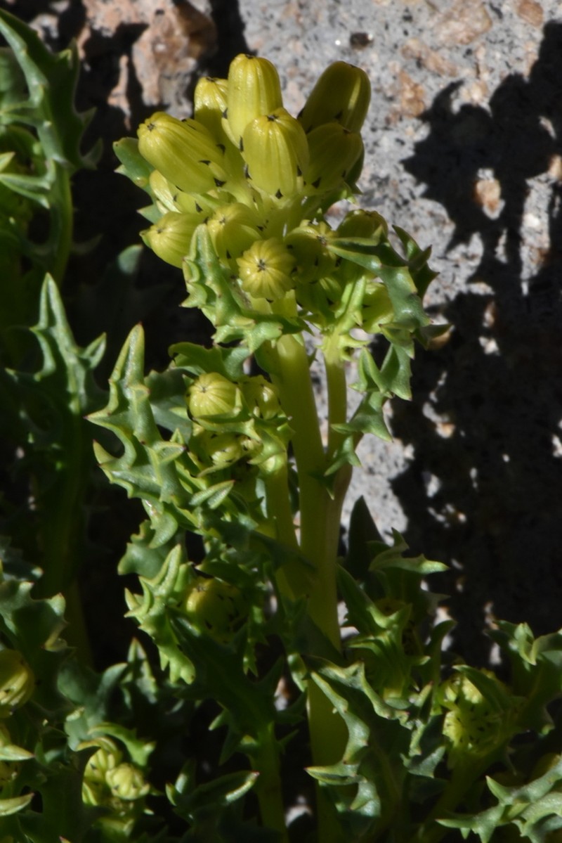 Senecio dryophyllus photo 4