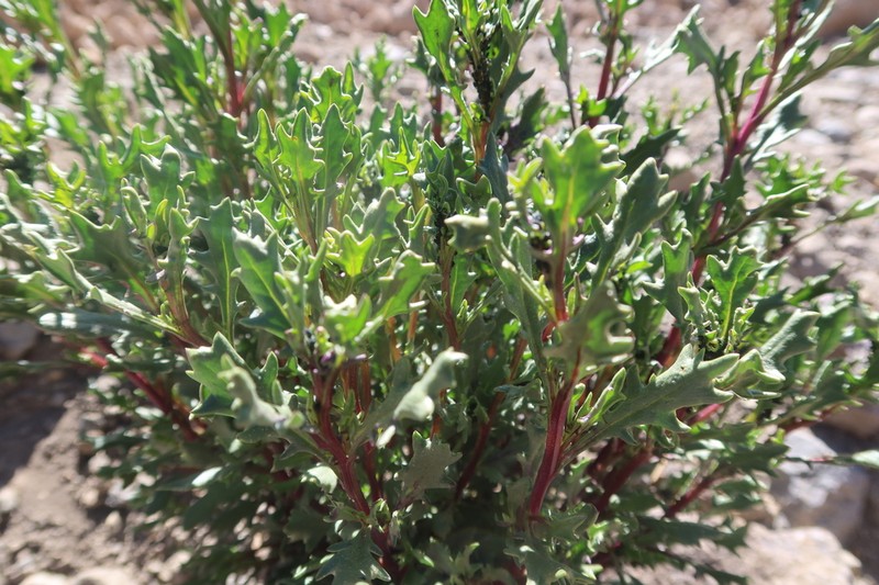Senecio dryophyllus photo 5