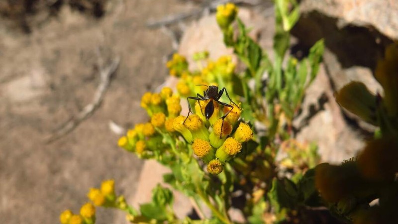 Senecio dryophyllus photo 6