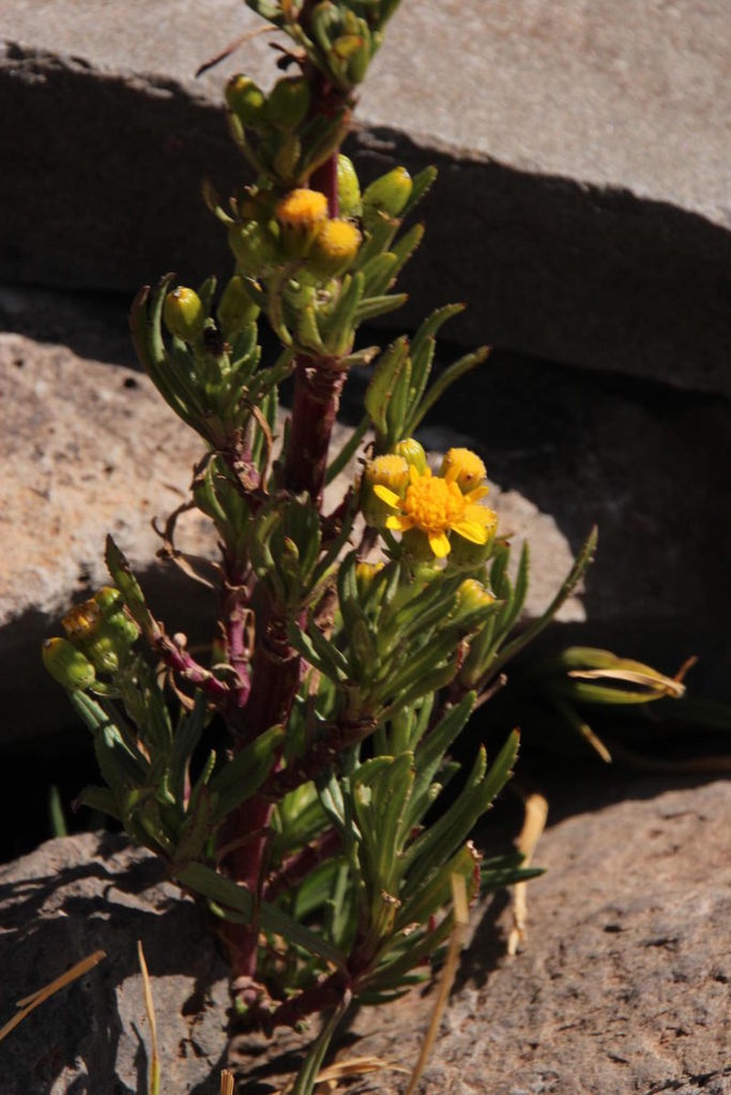 Senecio dryophyllus photo 7