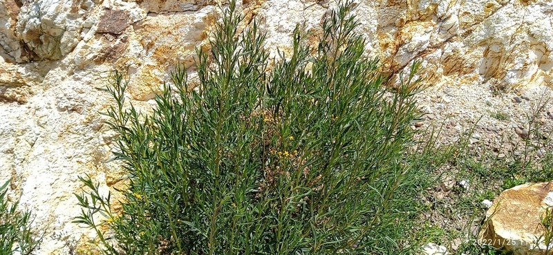 Senecio dryophyllus photo 8