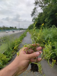 Senecio dubitabilis