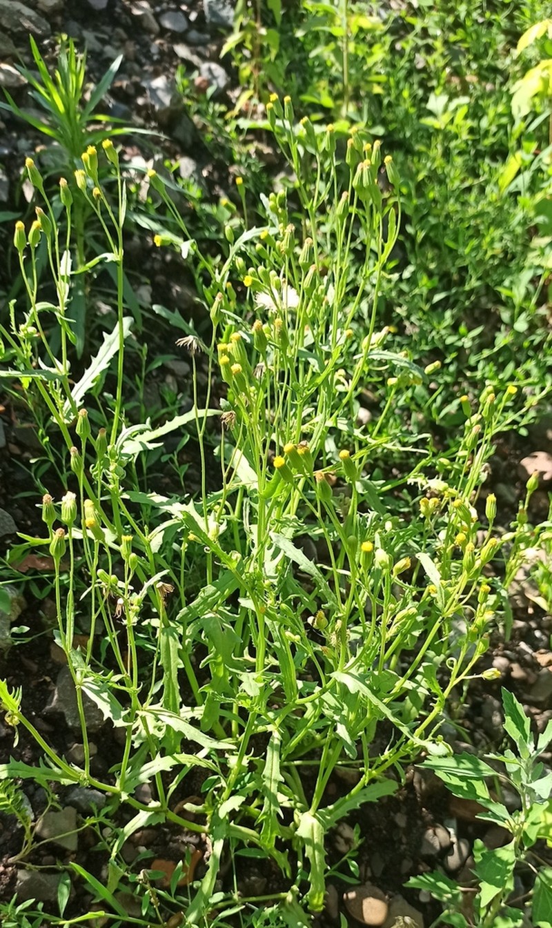 Senecio dubitabilis photo 2