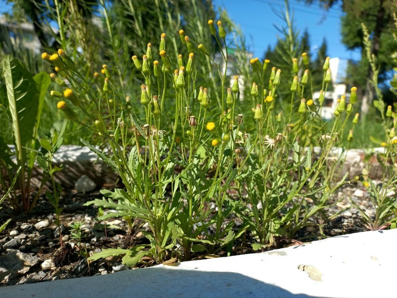 Senecio dubitabilis photo 3