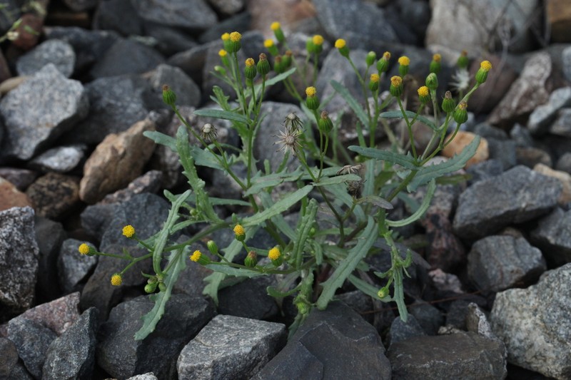 Senecio dubitabilis photo 4