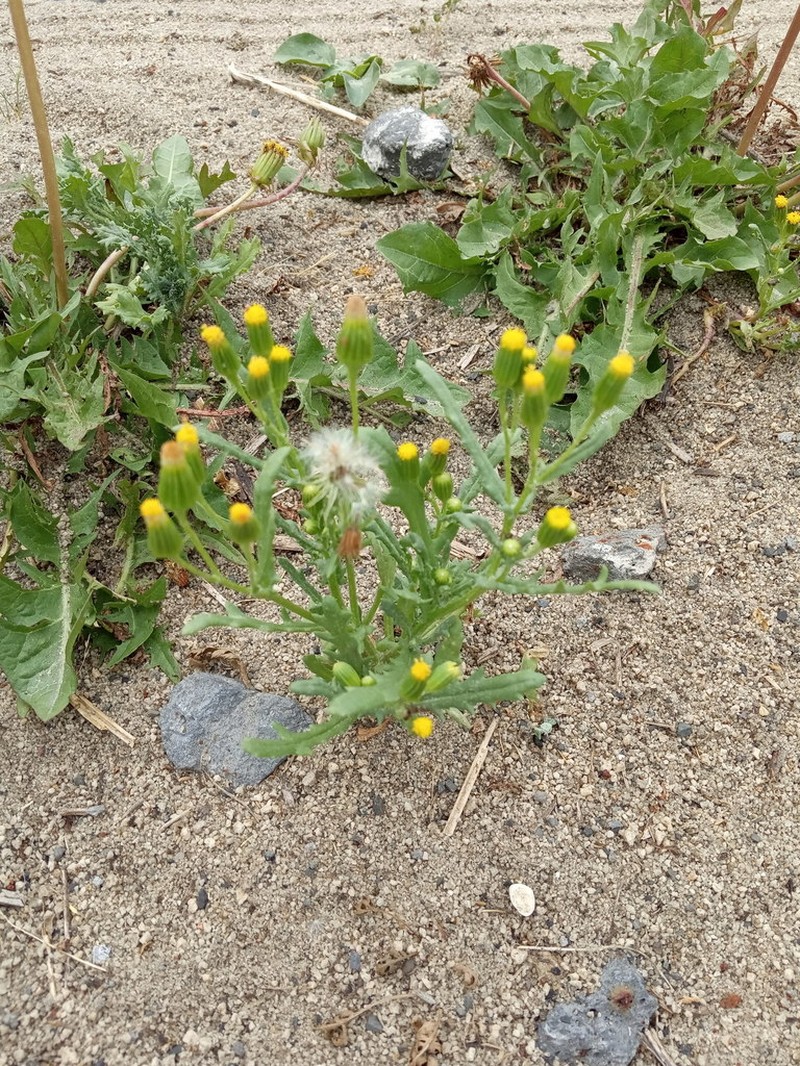 Senecio dubitabilis photo 5