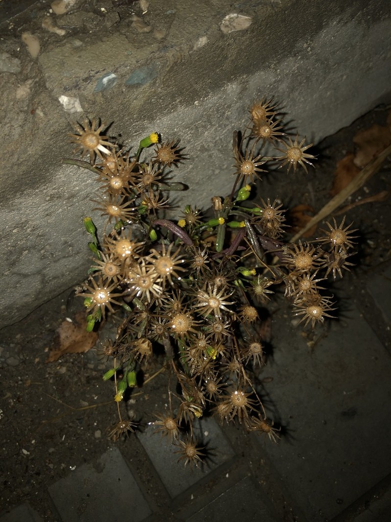 Senecio dubitabilis photo 6
