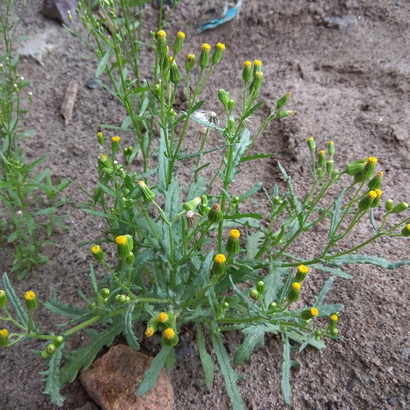 Senecio dubitabilis photo 7