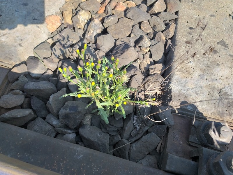 Senecio dubitabilis photo 8