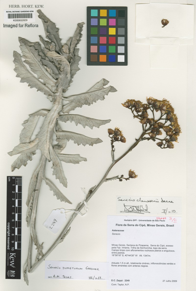Senecio dumetorum