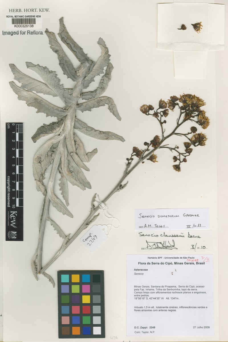 Senecio dumetorum photo 2