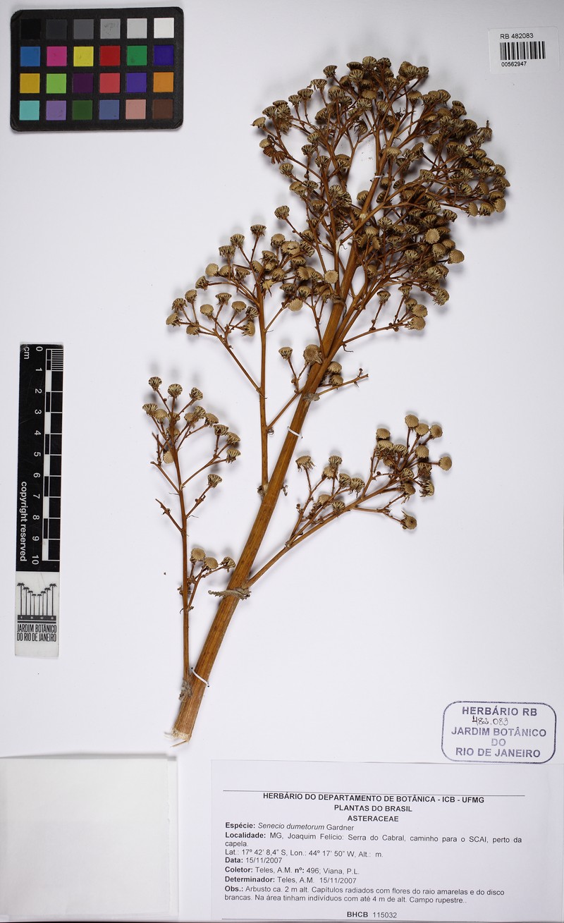 Senecio dumetorum photo 3