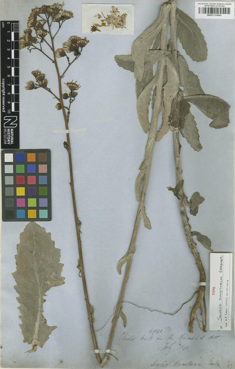Senecio dumetorum photo 4