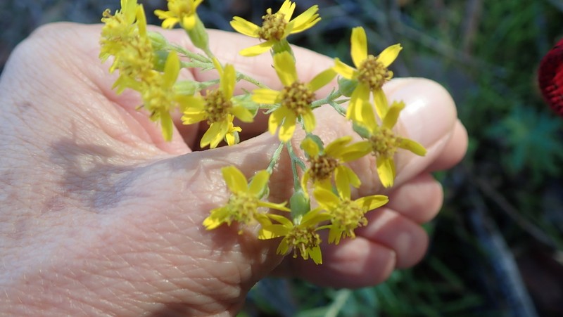 Senecio dumosus