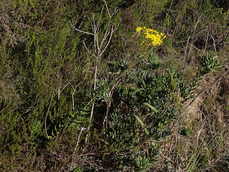 Senecio dumosus photo 2