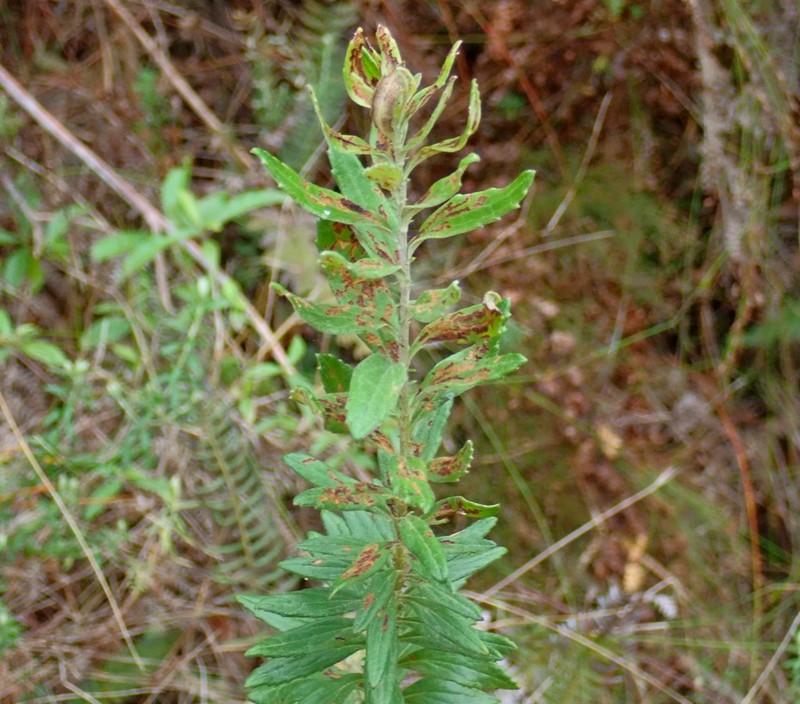 Senecio dumosus photo 3