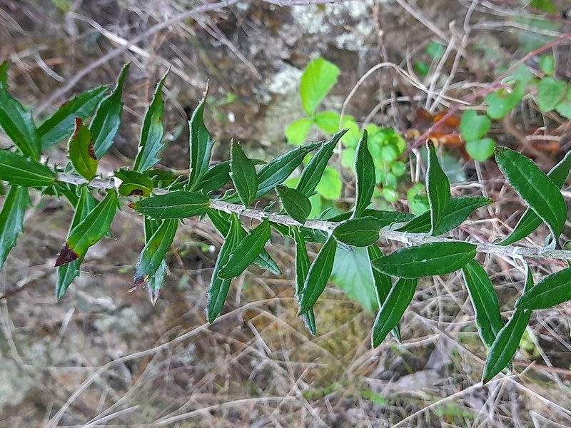 Senecio dumosus photo 4