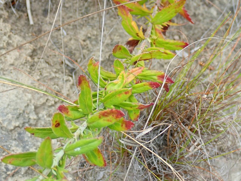 Senecio dumosus photo 5