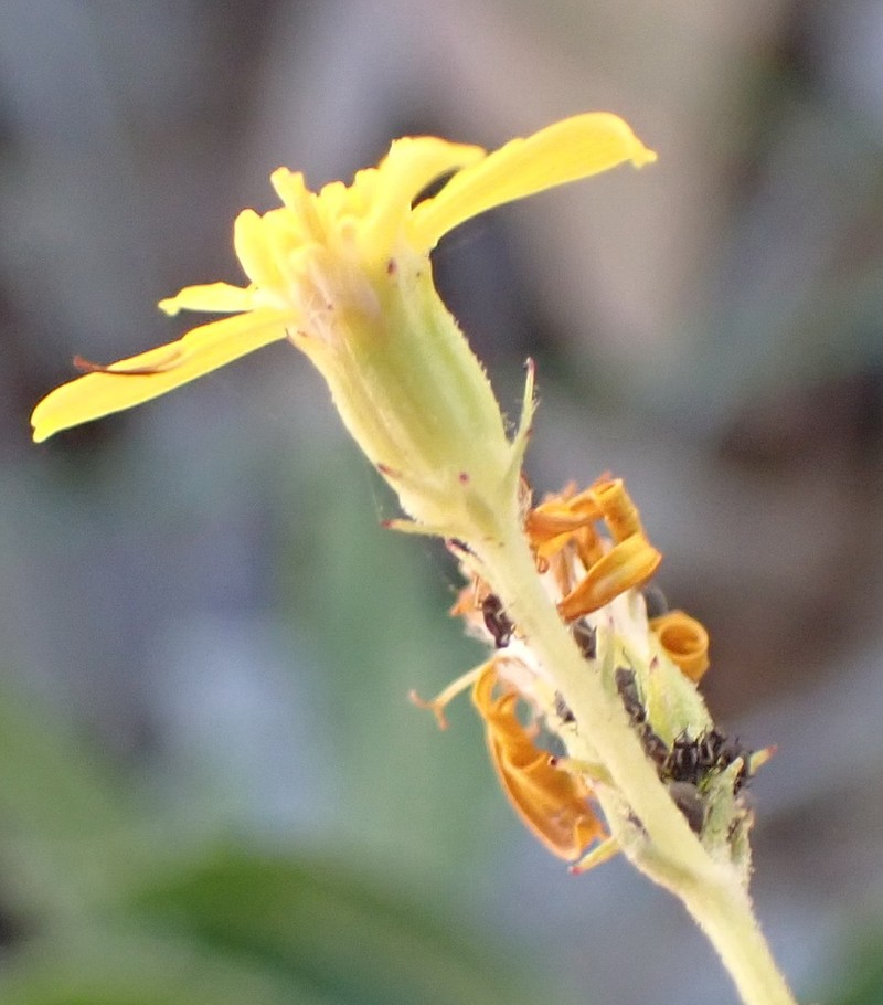 Senecio dumosus photo 6