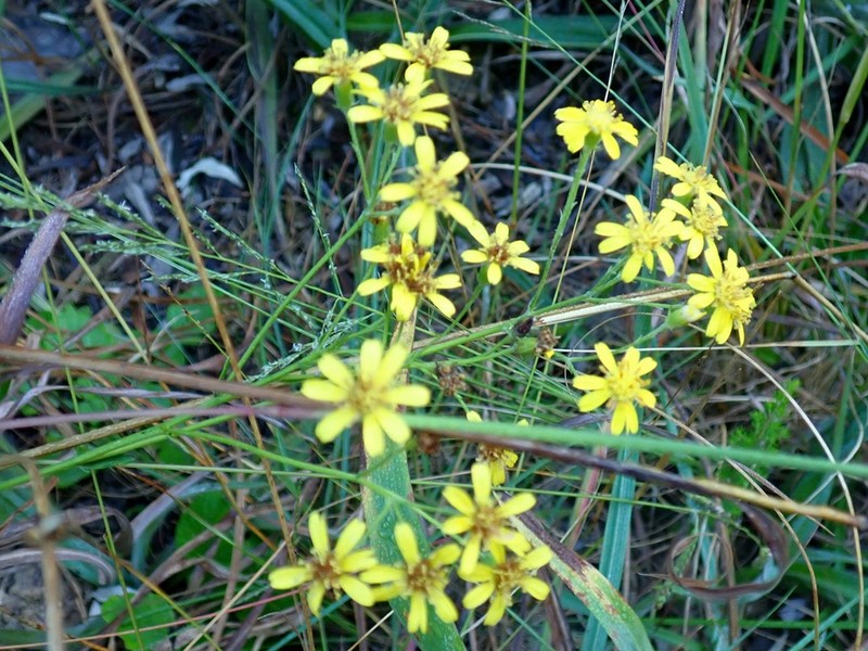 Senecio dumosus photo 7