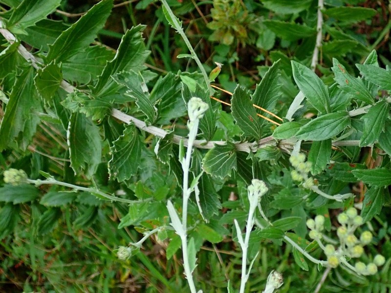 Senecio dumosus photo 8