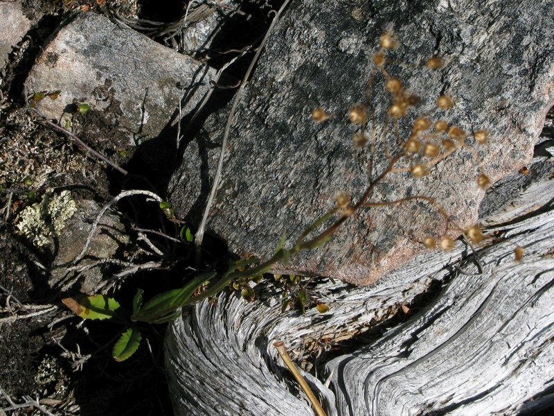Senecio dunedinensis