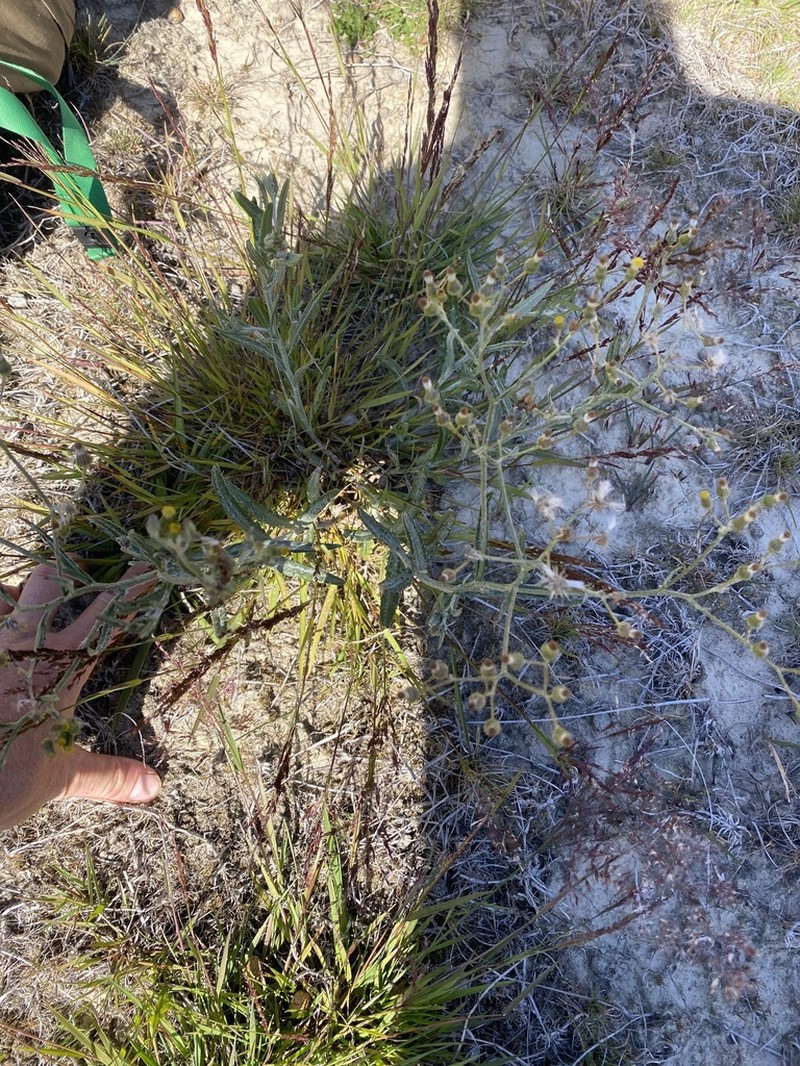 Senecio dunedinensis photo 2