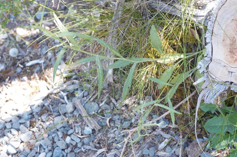 Senecio dunedinensis photo 3