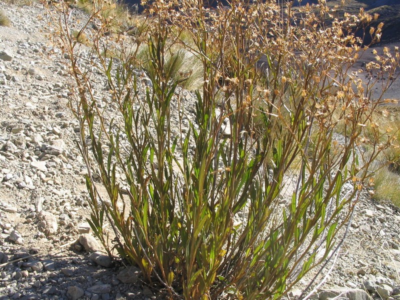 Senecio dunedinensis photo 4