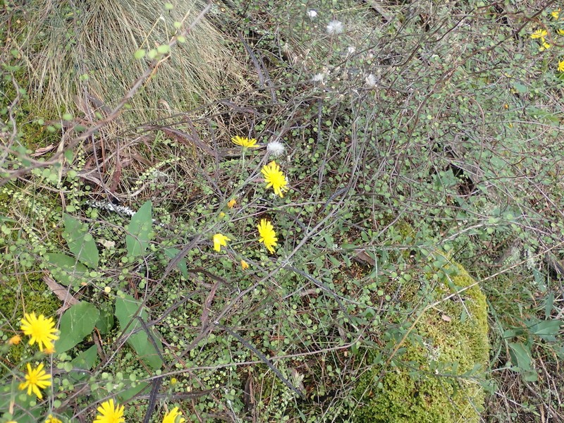 Senecio dunedinensis photo 5