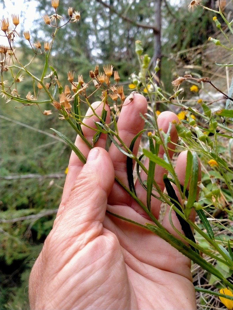 Senecio dunedinensis photo 6
